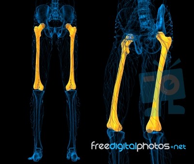 3d Rendering Medical Illustration Of The Femur Bone Stock Image