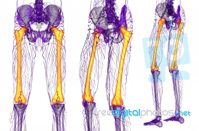 3d Rendering Medical Illustration Of The Femur Bone Stock Image