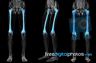 3d Rendering Medical Illustration Of The Femur Bone Stock Image