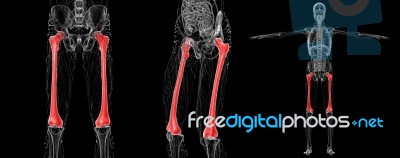 3d Rendering Medical Illustration Of The Femur Bone Stock Image