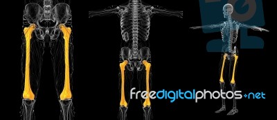 3d Rendering Medical Illustration Of The Femur Bone Stock Image