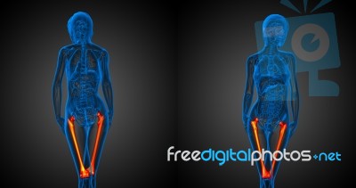 3d Rendering Medical Illustration Of The Femur Bone Stock Image