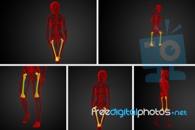 3d Rendering Medical Illustration Of The Femur Bone Stock Image