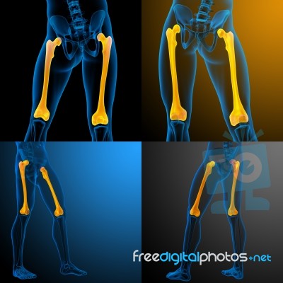 3d Rendering Medical Illustration Of The Femur Bone Stock Image