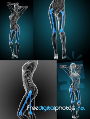 3d Rendering Medical Illustration Of The Femur Bone Stock Image