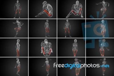 3d Rendering Medical Illustration Of The Femur Bone Stock Image