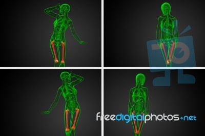 3d Rendering Medical Illustration Of The Femur Bone Stock Image