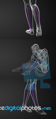 3d Rendering Medical Illustration Of The Fibula Bone Stock Image