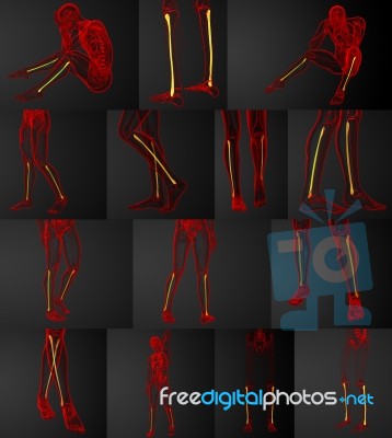 3d Rendering Medical Illustration Of The Fibula Bone Stock Image