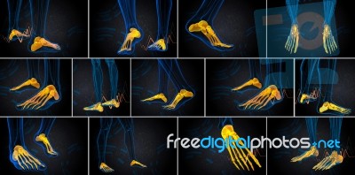 3d Rendering  Medical Illustration Of The Foot Bone Stock Image