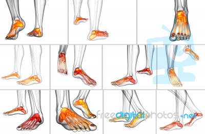 3d Rendering Medical Illustration Of The Foot Bone Stock Image