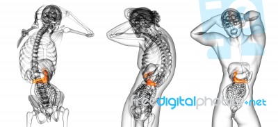 3d Rendering Medical Illustration Of The Gallblader And Pancreas… Stock Image