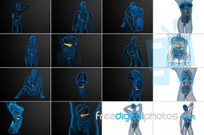 3d Rendering Medical Illustration Of The Gallblader And Pancreas… Stock Image