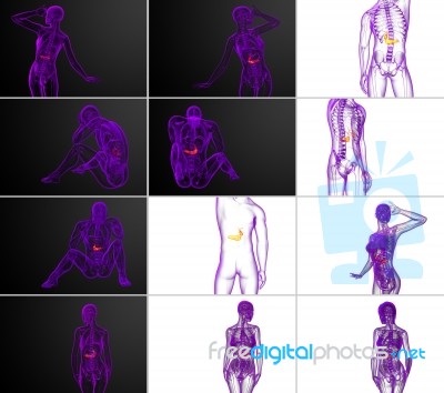 3d Rendering Medical Illustration Of The Gallblader And Pancreas… Stock Image