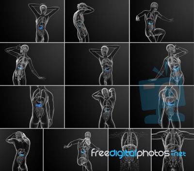 3d Rendering Medical Illustration Of The Gallblader And Pancreas… Stock Image