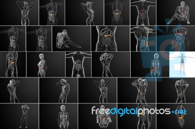 3d Rendering Medical Illustration Of The Gallblader And Pancreas… Stock Image