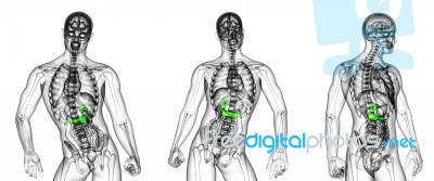 3d Rendering Medical Illustration Of The Gallblader And Pancreas… Stock Image