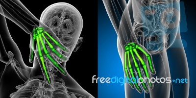 3d Rendering Medical Illustration Of The Hand Bone Stock Image