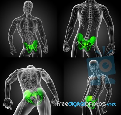 3d Rendering Medical Illustration Of The Hip Bone Stock Image