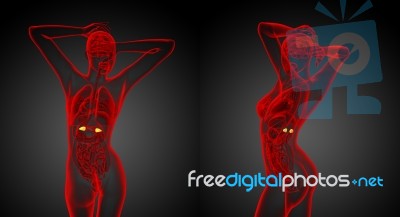 3d Rendering Medical Illustration Of The Human Adrenal Glands Stock Image