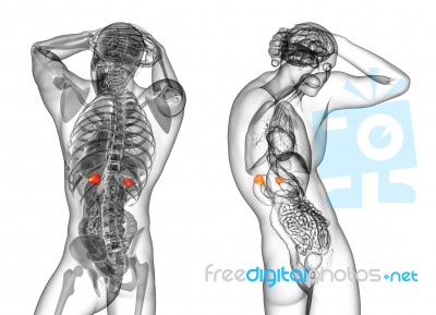 3d Rendering Medical Illustration Of The Human Adrenal Glands Stock Image