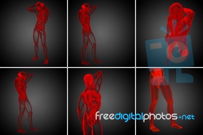 3d Rendering Medical Illustration Of The Human Anatomy Stock Image