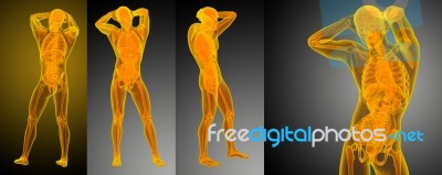 3d Rendering Medical Illustration Of The Human Anatomy Stock Image