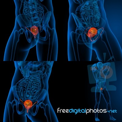 3d Rendering Medical Illustration Of The Human Bladder Stock Image