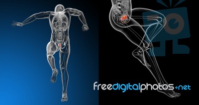 3d Rendering Medical Illustration Of The Human Bladder Stock Image