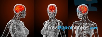 3d Rendering Medical Illustration Of The Human Brain Stock Image