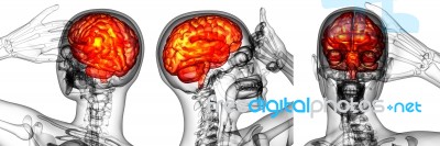 3d Rendering Medical Illustration Of The Human Brain Stock Image