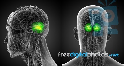 3d Rendering Medical Illustration Of The Human Brain Cerebrum Stock Image