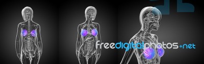 3d Rendering Medical Illustration Of The Human Breast Stock Image