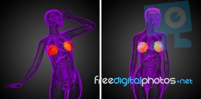 3d Rendering Medical Illustration Of The Human Breast Stock Image