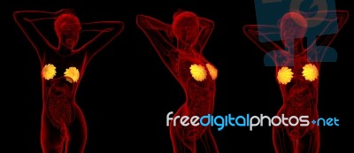 3d Rendering Medical Illustration Of The Human Breast Stock Image