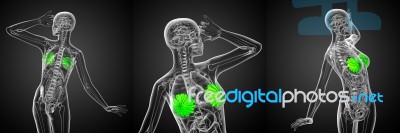 3d Rendering Medical Illustration Of The Human Breast Stock Image