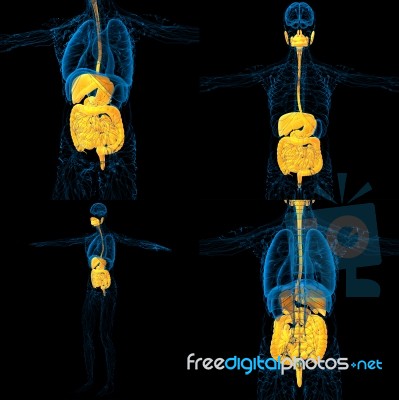 3d Rendering Medical Illustration Of The Human Digestive System Stock Image