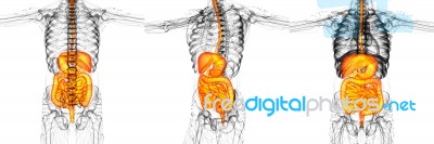 3d Rendering Medical Illustration Of The Human Digestive System Stock Image