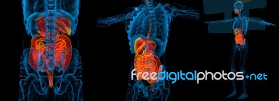 3d Rendering Medical Illustration Of The Human Digestive System Stock Image