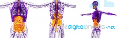 3d Rendering Medical Illustration Of The Human Digestive System Stock Image