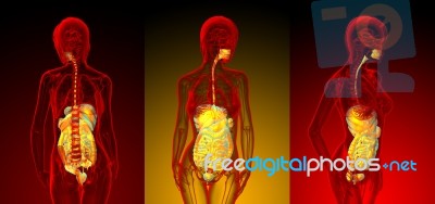 3d Rendering Medical Illustration Of The Human Digestive System Stock Image