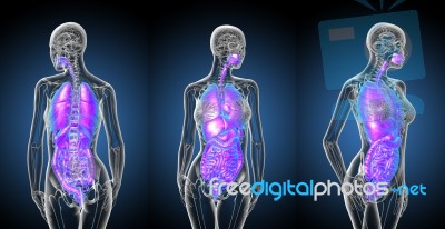 3d Rendering Medical Illustration Of The Human Digestive System Stock Image