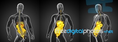 3d Rendering Medical Illustration Of The Human Digestive System Stock Image