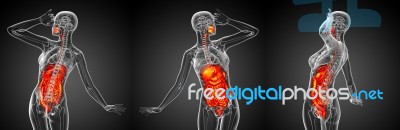 3d Rendering Medical Illustration Of The Human Digestive System Stock Image