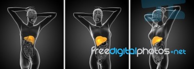 3d Rendering Medical Illustration Of The Human Digestive System Stock Image