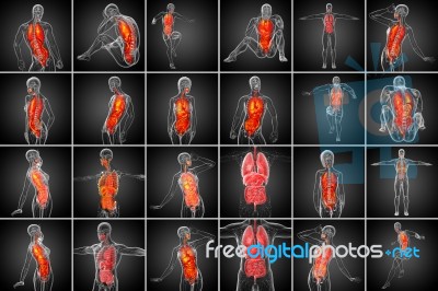 3d Rendering Medical Illustration Of The Human Digestive System Stock Image