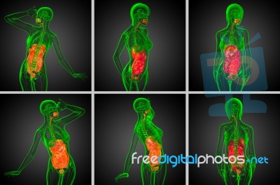 3d Rendering Medical Illustration Of The Human Digestive System Stock Image