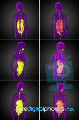 3d Rendering  Medical Illustration Of The Human Digestive System… Stock Image