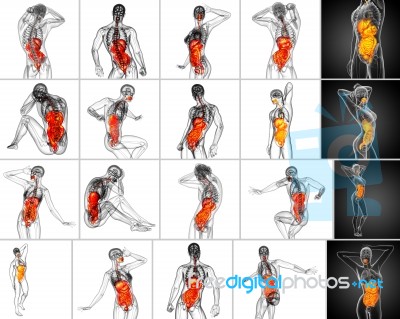 3d Rendering Medical Illustration Of The Human Digestive System Stock Image