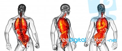 3d Rendering Medical Illustration Of The Human Digestive System Stock Image